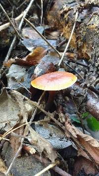 Flammulina velutipes image