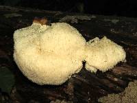 Hericium erinaceus image