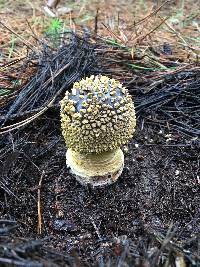 Amanita augusta image