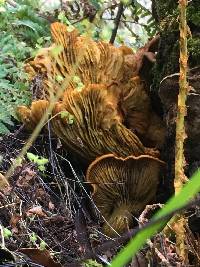 Omphalotus olivascens image