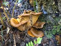 Omphalotus olivascens image