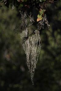 Ramalina menziesii image