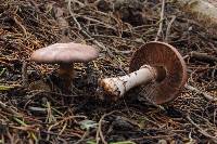 Agaricus brunneofibrillosus image