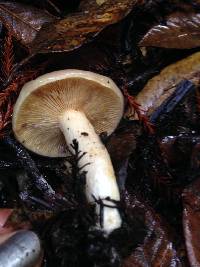 Lactarius californiensis image