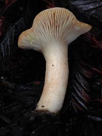 Lactarius xanthogalactus image