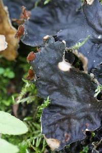 Peltigera membranacea image