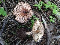 Chlorophyllum brunneum image