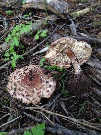 Chlorophyllum brunneum image