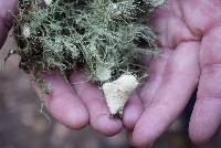 Usnea intermedia image