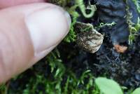 Peltigera membranacea image