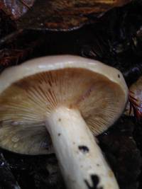 Lactarius californiensis image