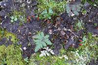 Peltigera membranacea image