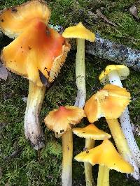 Hygrocybe acutoconica image