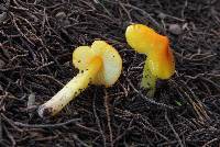 Hygrocybe acutoconica image