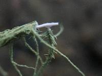 Usnea intermedia image