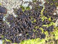 Peltigera collina image