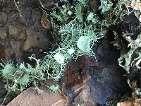 Usnea intermedia image