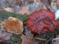 Ganoderma lucidum image