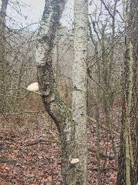 Piptoporus betulinus image