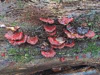 Ganoderma lucidum image