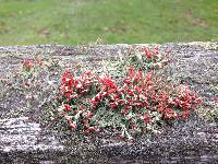 Cladonia cristatella image