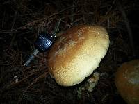 Leucopaxillus gentianeus image