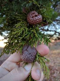 Gymnosporangium juniperi-virginianae image