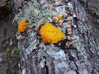 Tremella aurantia image