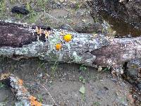 Tremella aurantia image