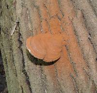 Ganoderma applanatum image