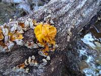 Tremella aurantia image