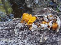 Tremella aurantia image