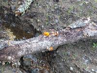 Tremella aurantia image