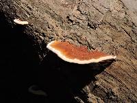 Ganoderma lucidum image