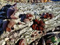 Auricularia auricula-judae image