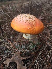 Amanita muscaria image