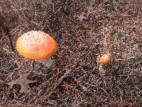 Amanita muscaria image