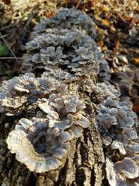 Trametes versicolor image