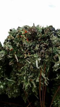 Cladonia macilenta image