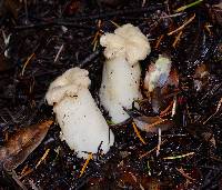 Leotia lubrica image