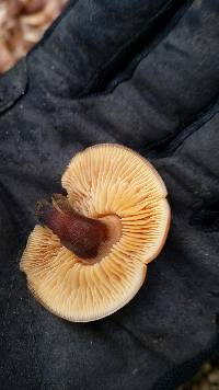 Flammulina velutipes image