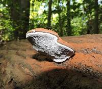 Ganoderma applanatum image