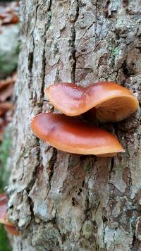 Flammulina velutipes image