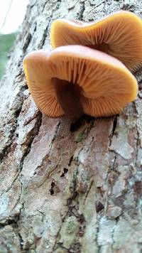 Flammulina velutipes image