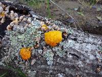 Tremella aurantia image