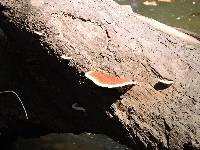 Ganoderma lucidum image