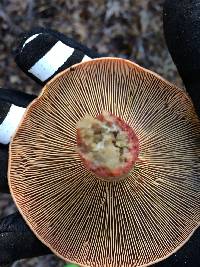 Lactarius rubrilacteus image