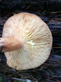 Lactarius xanthogalactus image