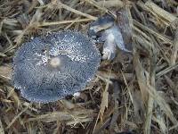 Image of Coprinus cinereus