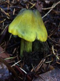 Hygrocybe singeri image